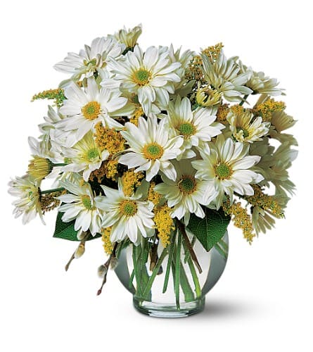 Daisy Cheer - Like a little sunshine daisies spread their good cheer to everyone close by. Know someone who could use a little? White daisies and solidago arrive in a clear glass ivy bowl.Approximately 10-1/2&quot; W x 11&quot; H Orientation: All-Around As Shown : TF58-3