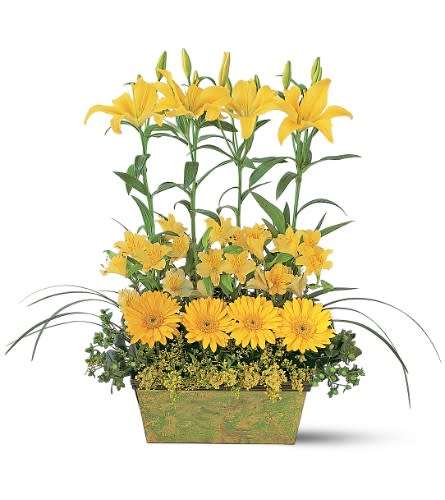 Yellow Garden Rows - These yellow flowers expressing their warmth at several elevations will also show off your elevated sense of style. Perfect for home or office. Alstroemeria gerberas hypericum and lilies along with lily grass and solidaster arrive in a tasteful garden planter box.Approximately 31&quot; W x 25&quot; H Orientation: One-Sided As Shown : TF147-2