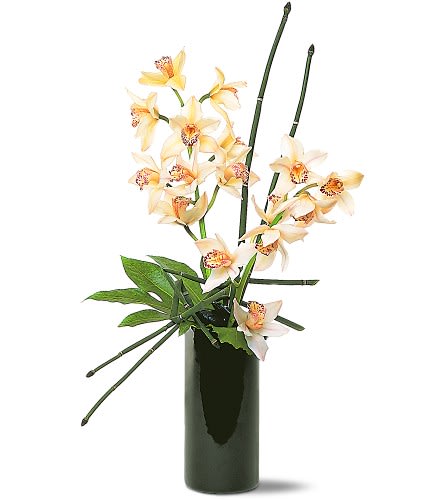 Artful Orchids - Nothing graces a room better than white miniature cymbidium orchids. Their simple elegance adds just the right touch to a home or office. Two miniature cymbidium orchid stems along with minimal foliage are delivered in a stylish ceramic vase.Approximately 18&quot; W x 31&quot; H Orientation: All-Around As Shown : TF150-1