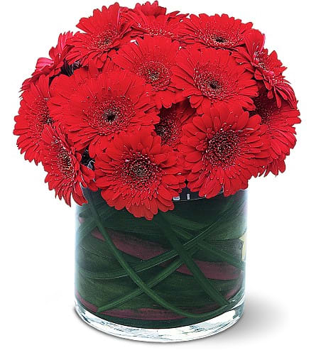 Red Gerbera Collection - With its bright red gerberas along with artful foliage styling in the glass this rousing roundup of reds livens up any home or office. Miniature red gerberas arrive in a clear glass cylinder vase.Approximately 9&quot; W x 10&quot; H Orientation: All-Around As Shown : TF147-1