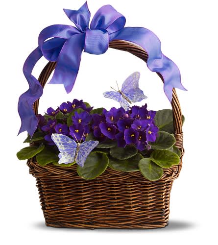 Violets and Butterflies - For the best that springtime has to offer send a blooming basket of beauty accented with two bright butterflies - perfect for birthdays baby and wedding showers or just as a &quot;thinking of you&quot; gift. A delightful choice that will bring happiness all season long. Two African violet plants are presented in a basket adorned with faux butterflies and a matching ribbon. Approximately 14&quot; (W) x 12&quot; (H) Orientation: All-Around As Shown : TFWEB505