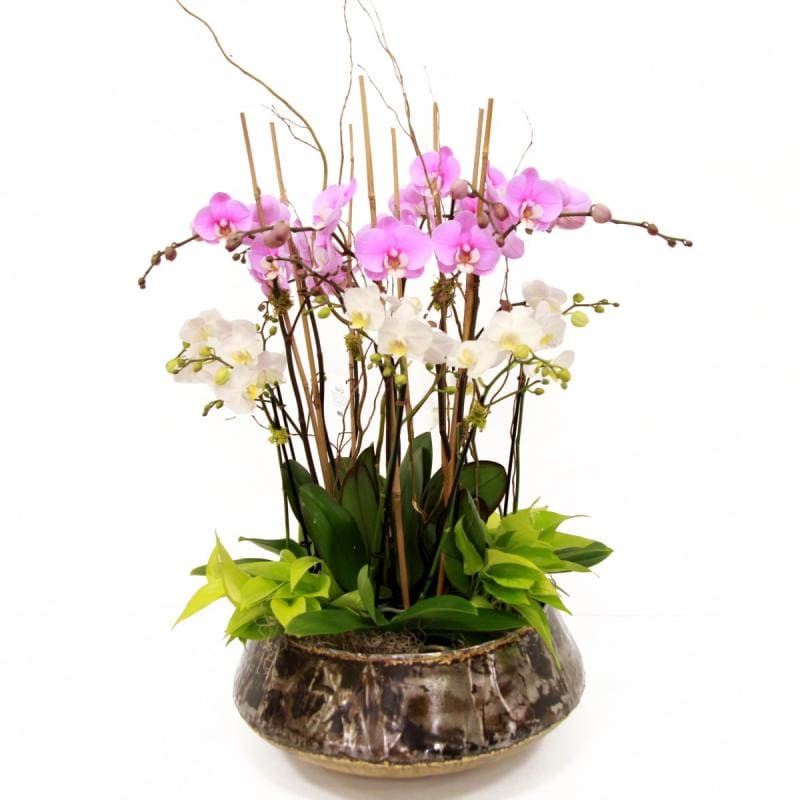 Orchids in gold container  - Orchids