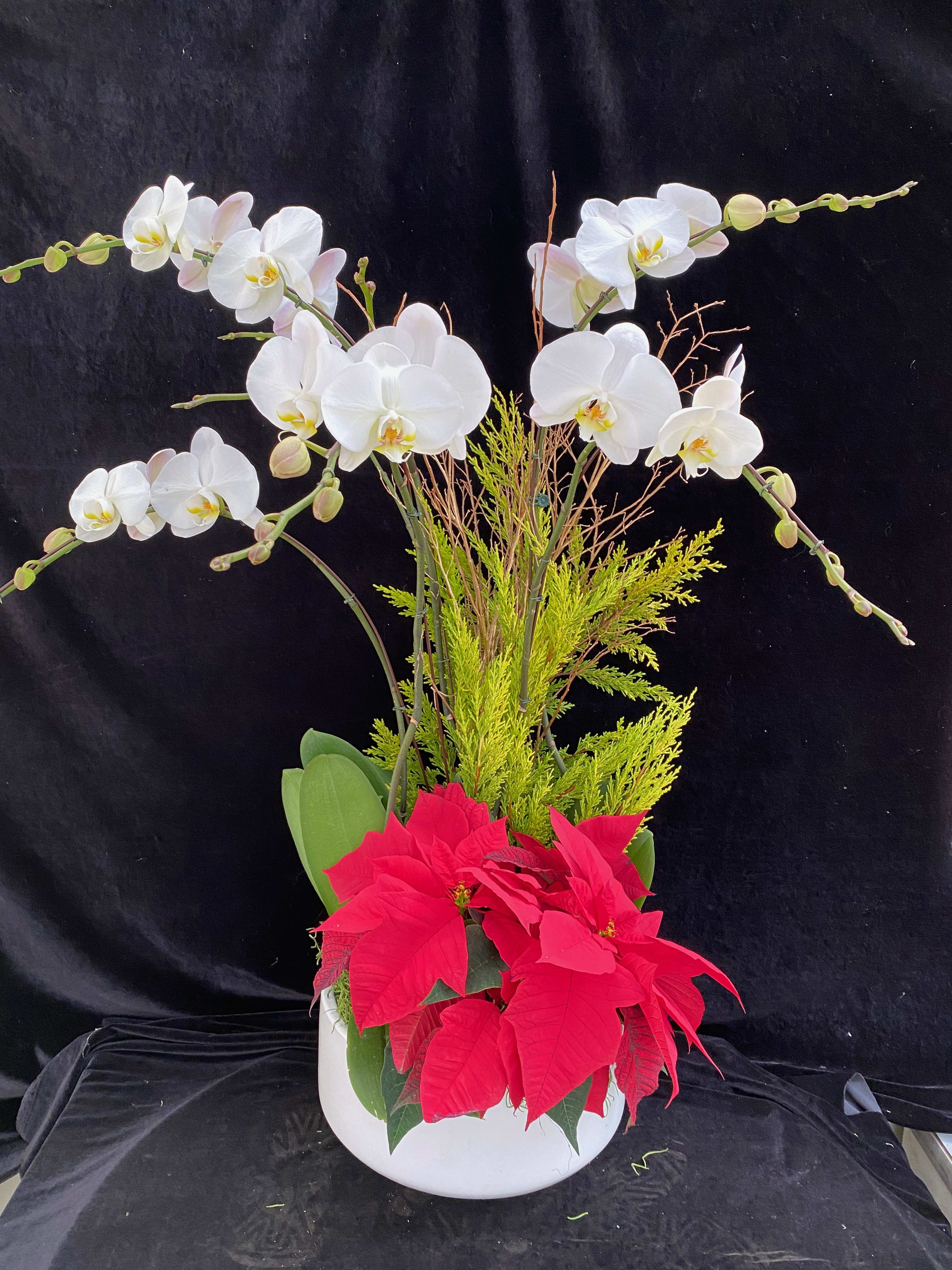 White phalaenopsis arrangement with holiday green and poinsettia. White phalaenopsis arrangement with holiday green and poinsettia. - 5 spikes with holiday greens and poinsettia.