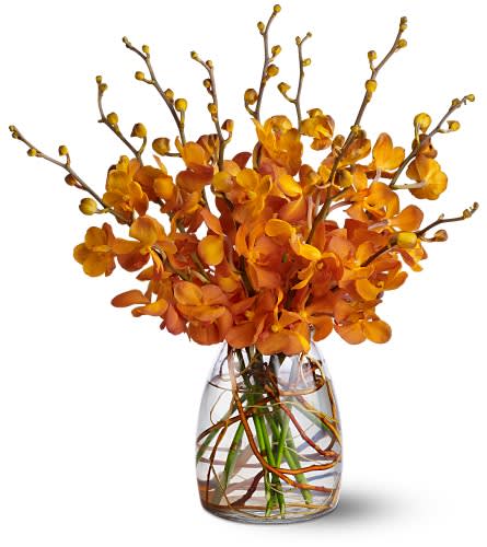 Orchid Embers Orchid Embers - Like the glowing embers left over after a fiery blaze burns low ten orange Mokara orchid stems - arranged in a vase with curly willow - will capture his attention and warm his heart. Just right as a "thank you" or "thinking of you" gift. A bouquet of 10 orange Mokara orchid stems is delivered in a clear glass vase lined with curly willow. Approximately 13.5" (W) x 18.5" (H) Orientation: All-Around As Shown : TFWEB393