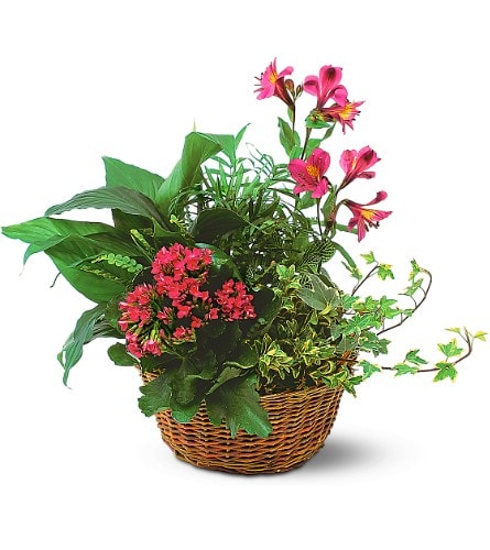 Dish Garden with Pinks - This garden dish filled with delightful green plants and fresh pink flowers is sure to make any home or office even more pleasing. Fern ivy spathiphyllum and pink kalanchoe along with fresh alstroemeria arrive in a wicker basket with handle.Approximately 14&quot; W x 15&quot; H Orientation: All-Around As Shown : TF139-3