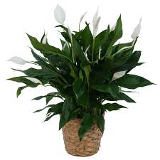 PEACE LILLY PLANT  NEW-P13 - Our Peace Lilly Plant comes in an attractive wicker basket with white ribbon. It has a profusion of white long lasting white blooms over rich, dark green foliage. This easy to care for, long lasting,  HOUSE PLANT will grow in a low light area. Peace Lilly plants are the ideal expression of your sympathy. &quot;Rest in Peace&quot; for the days and years ahead..   Available in a several sizes  approximately 30 &quot; - 42&quot; tall