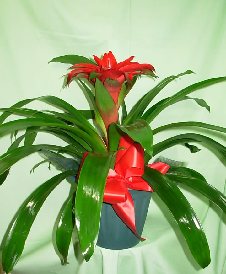 Tropical plant 2024 with red flowers