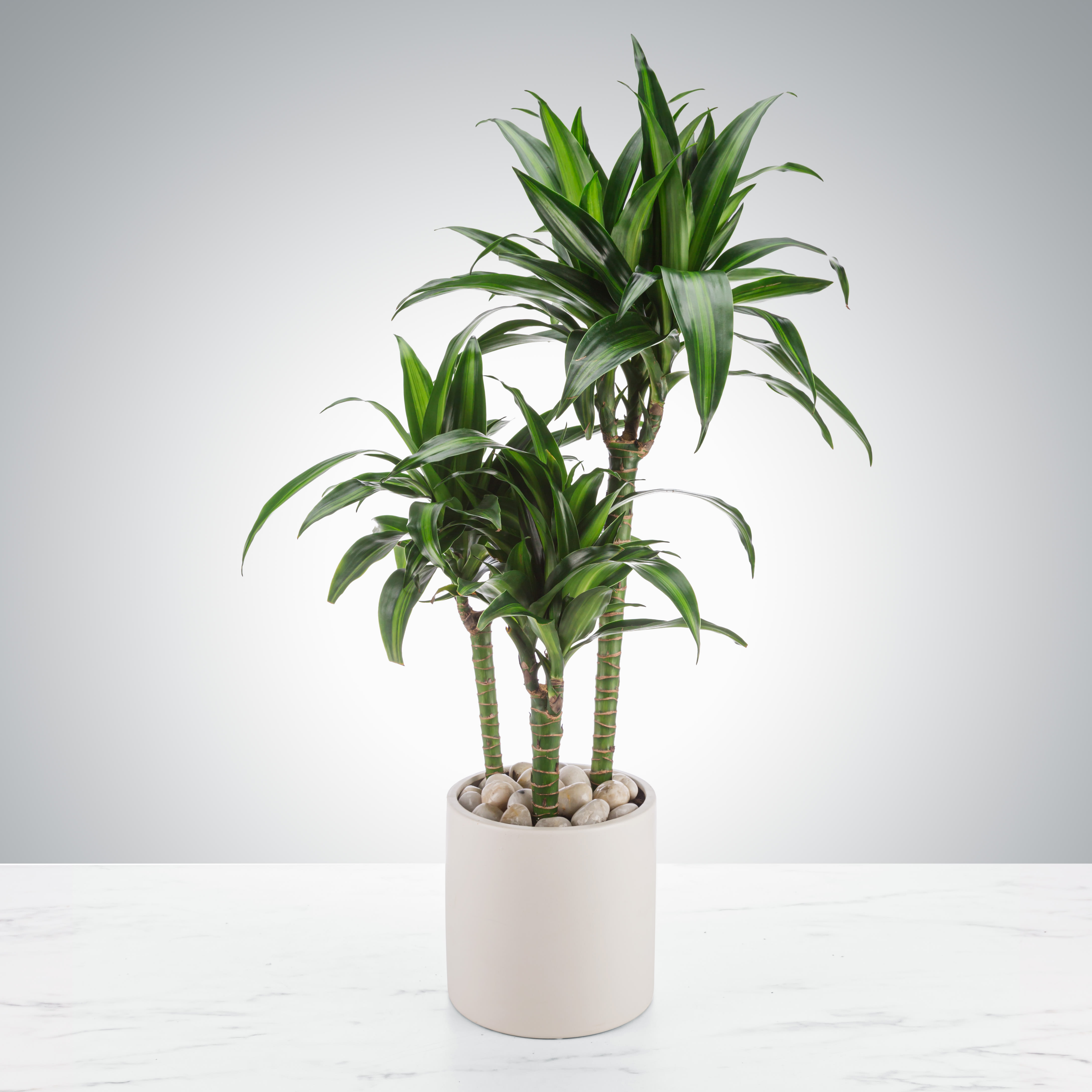 Madagascar dragon tree (Tall Dracaena) - Dracaena Fragrans or corn plants can handle a variety of different types of light and can be mistaken for little trees. They do an excellent job filtering the air and make a big statement when sent as a gift.