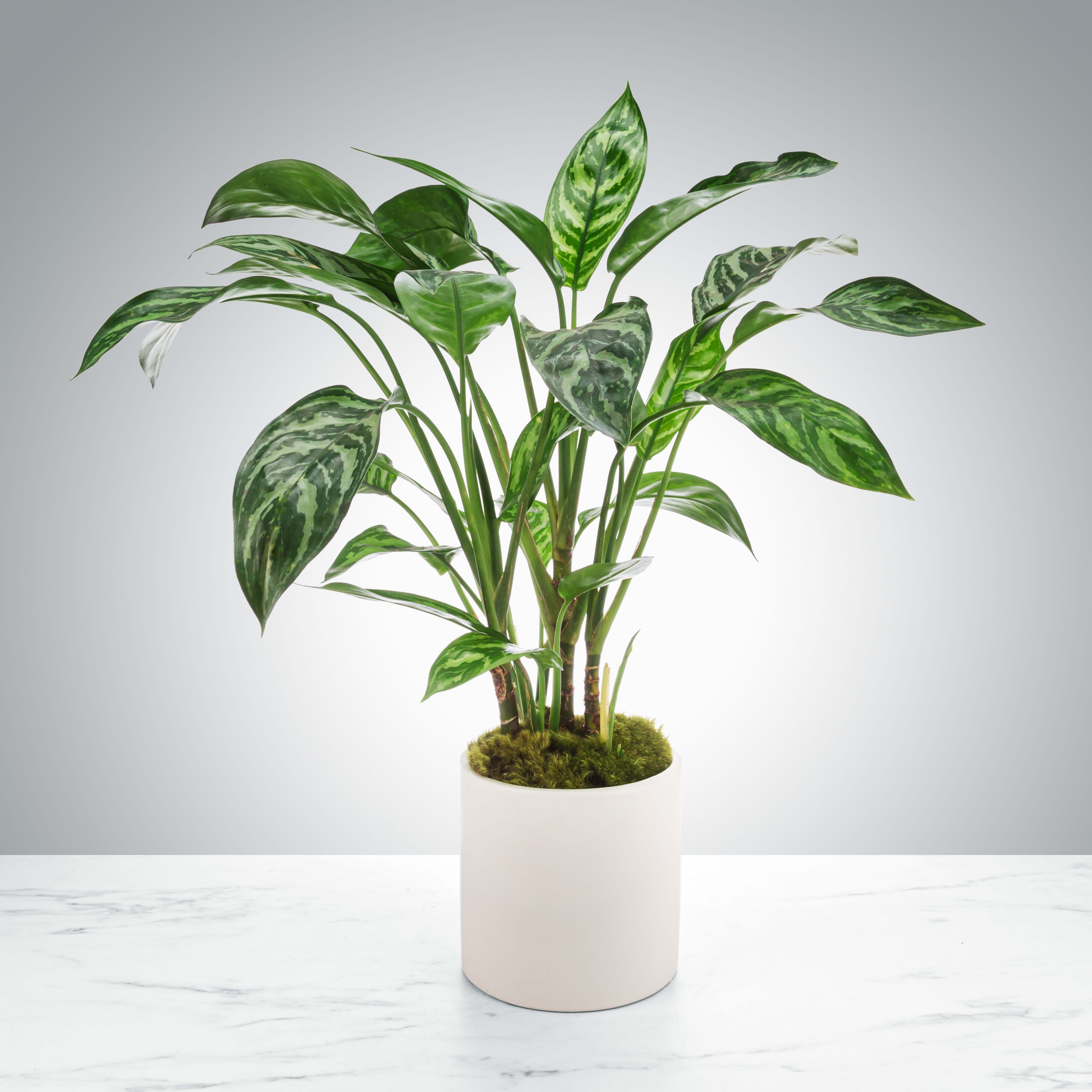 Dieffenbachia (Dumb Cane) Plant  - Dumb cane plants do well when you keep the top layer of soil wet, but be careful to not overwater! They like filtered light and can improve any space aesthetically. Send one as a thank you gift for a job well done or as a congratulations award.