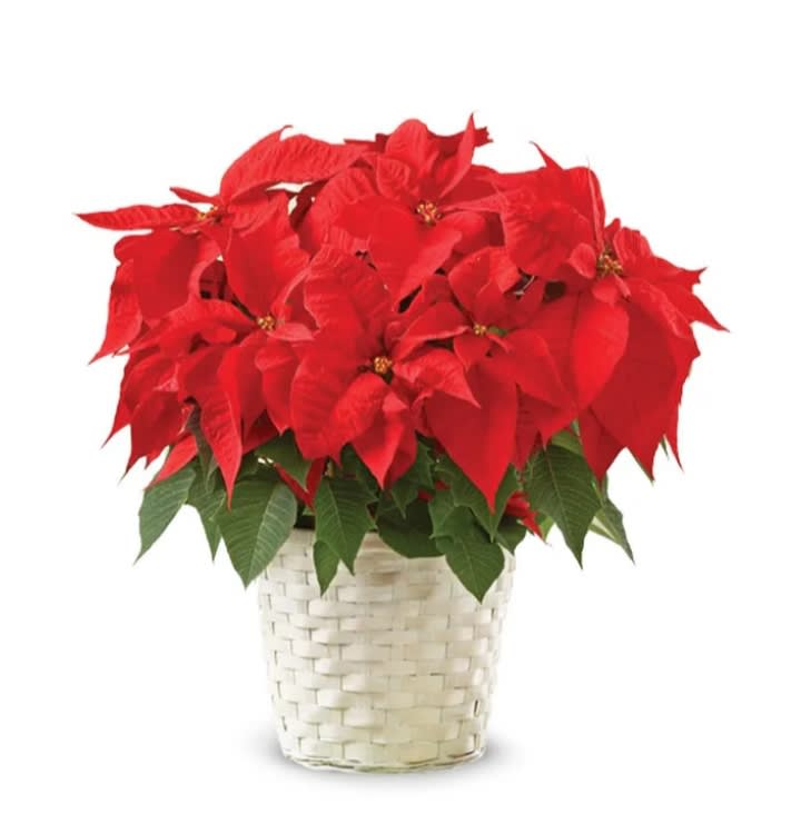 Poinsettia &amp; White Basket  - Beautiful Poinsettia is a Perfect plant for decorating your home 