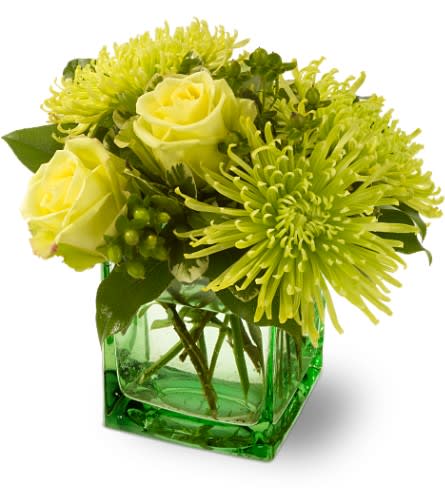 Teleflora's Green Light Teleflora's Green Light - A green light means "Go!" and this all-green flower arrangement is ready to glow in any home or workplace. A soothing mix of green roses spider chrysanthemums and greenery is delivered in a green glass cube vase. An excellent choice for any occasion. Green roses spider chrysanthemums and hypericum ? accented with salal and variegated pittosporum ? are arranged in a Teleflora green glass cube vase. Approximately 9" (W) x 9" (H) Orientation: All-Around As Shown : TFWEB201