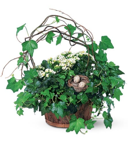 Kalanchoe and Ivy Basket - A touching arrangement of plants topped with a bird's nest and eggs simply can't be topped when it comes to the right choice for a home or office. Ivy and kalanchoe plants arrive in a basket decorated with a bird's nest eggs and curly willows.Approximately 16&quot; W x 16&quot; H Orientation: All-Around As Shown : TF139-1