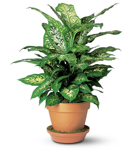 Dieffenbachia - This versatile indoor plant is perfect for a coffee table or desk. Full and vibrant with attractive speckled leaves it's sure to delight anyone. One dieffenbachia plant arrives in a terra-cotta pot with matching saucer.Approximately 16-1/2&quot; W x 22&quot; H As Shown : TF135-2