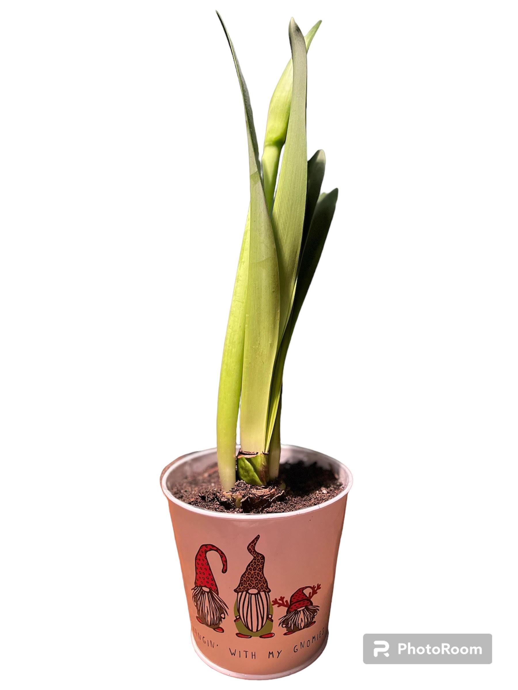Cheery Amaryllis Cheery Amaryllis - No bells or whistles, this simple yet elegant flower is the showstopper. We plant a large Amaryllis bulb in a decorative Christmas tin and keep it simple, so nothing steals from the beauty of this blooming plant. Bulb can be kept and rebloomed each year. Or put outside in a pot in the spring and watch it bloom over the summer. Options to dress this plant up is available. Purchase a bow or decoration in the options list to dress it up as much as you'd like. Each upgrade adds another bulb to the planter.