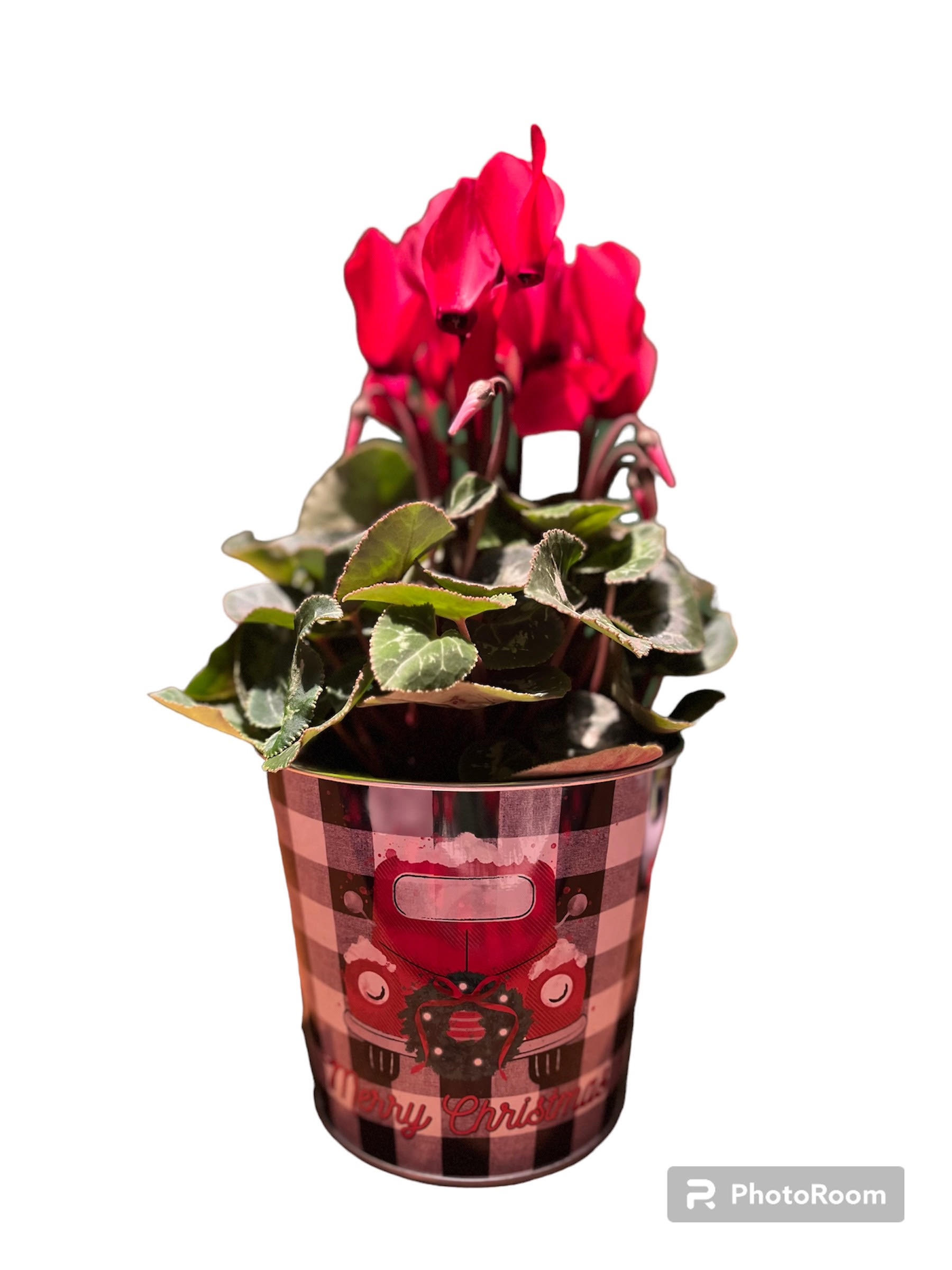 Holiday Blooming Holiday Blooming - One of the prettiest flowers of the season has to be the cyclamen. What other flower grows its petals upside down? It's striking beauty up top is adorned by the multi-level of green foliage. We are keeping it simple and letting you choose the dress up. Send your favorite person just a simple cyclamen in a decorative Christmas tin, or dress it up with your choice of bulbs, ribbons, and adornments. Simple to snazzy is your choice and fits your budget. Small is 4.5 inch, medium is 6 inch, large is 8 inch.