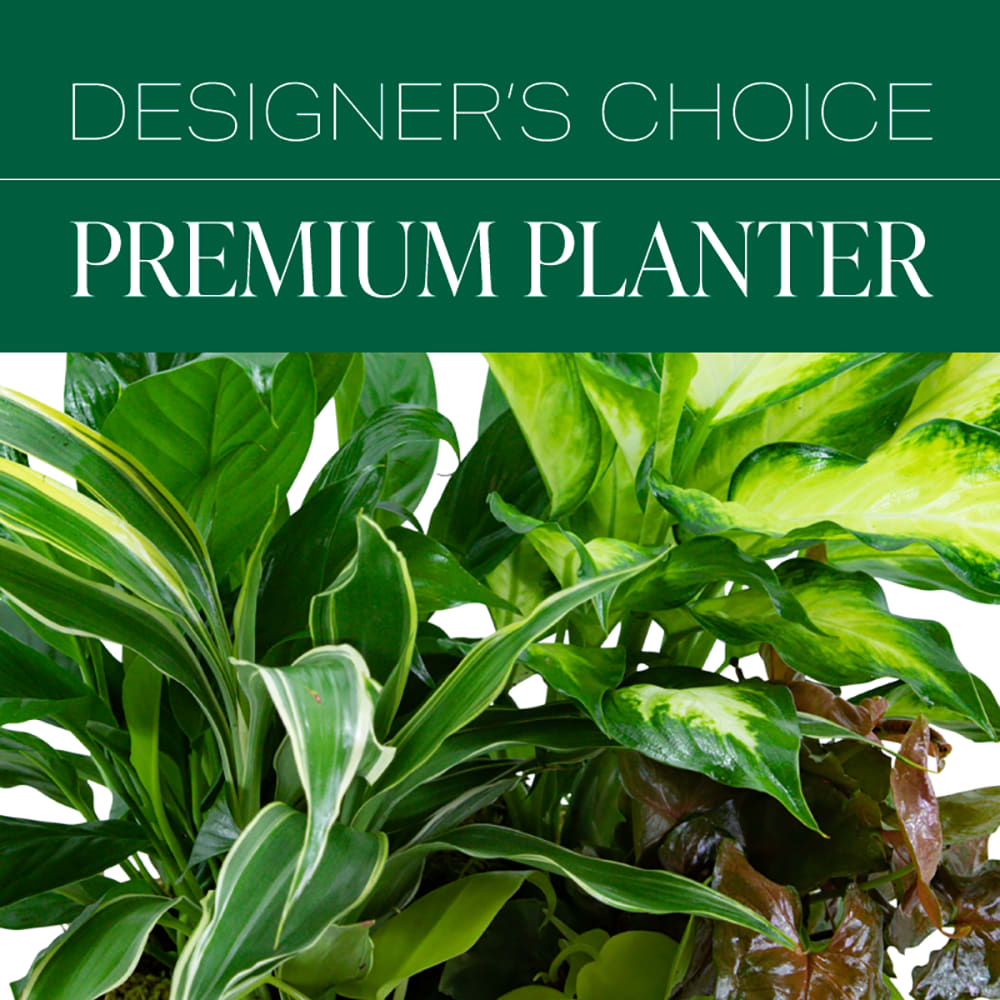 Designer's Choice Premium Planter Designer's Choice Premium Planter - Let us design the perfect, seasonal planter for you! Our shop creates custom flower and plant designs to meet your specifications for a special sentiment or occasion.