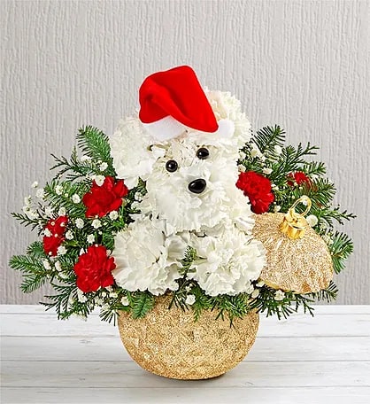 Santa Paws with Gold Ornament - Who’s that doggie delivering holiday magic? It’s our very own Santa Paws! Crafted from a merry mix of blooms and ornaments, he’s decked out in a festive Santa hat to unleash Christmas cheer on family and friends, perched in our Glittering Gold Holiday Ornament container This arrangement is made up of white carnations, red mini carnations, baby's breath, and christmas greenery