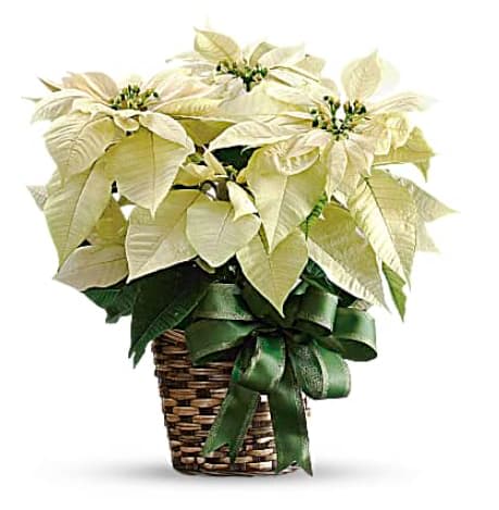 White Poinsettia 8.5” ***PLEASE READ DESCRIPTION*** - Nothing says Christmas like a poinsettia! A unique twist on the traditional Christmas plant, send this poinsettia as a holiday gift - or keep it for yourself as Christmas gift! We have white, pink, and red poinsettias available.  Please indicate your color preference in the “special instructions” at checkout.