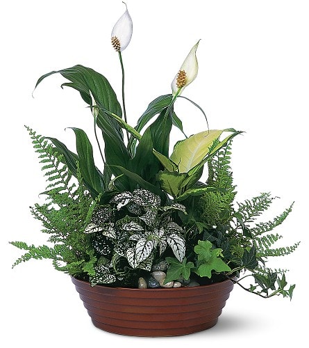 White Garden - Whether at the office or in their home our garden dish filled with an artful display of white-on-green plants will be an everlasting reminder of your thoughtfulness. Dieffenbachia fern ivy and spathiphyllum arrive in a simple round dish.Approximately 13&quot; W x 15&quot; H Orientation: One-Sided As Shown : TF139-2