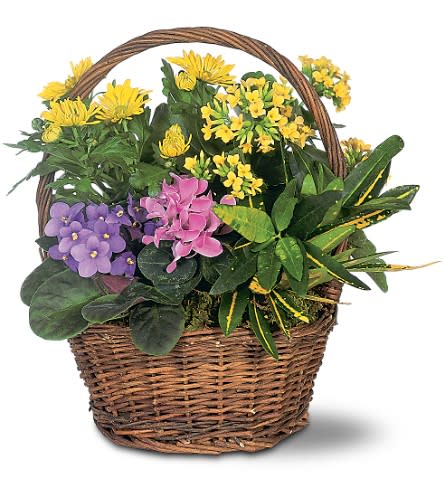 Petite European Basket - This lively mix of African violet cyclamen and kalanchoe plants really packs a lot of beauty into its petite wicker basket. Great for any occasion. Blooming African violet cyclamen and kalanchoe plants along with a colorful speckled croton plant arrive in a natural basket with handle.Approximately 12&quot; W x 13-1/2&quot; H Orientation: All-Around As Shown : TF127-2