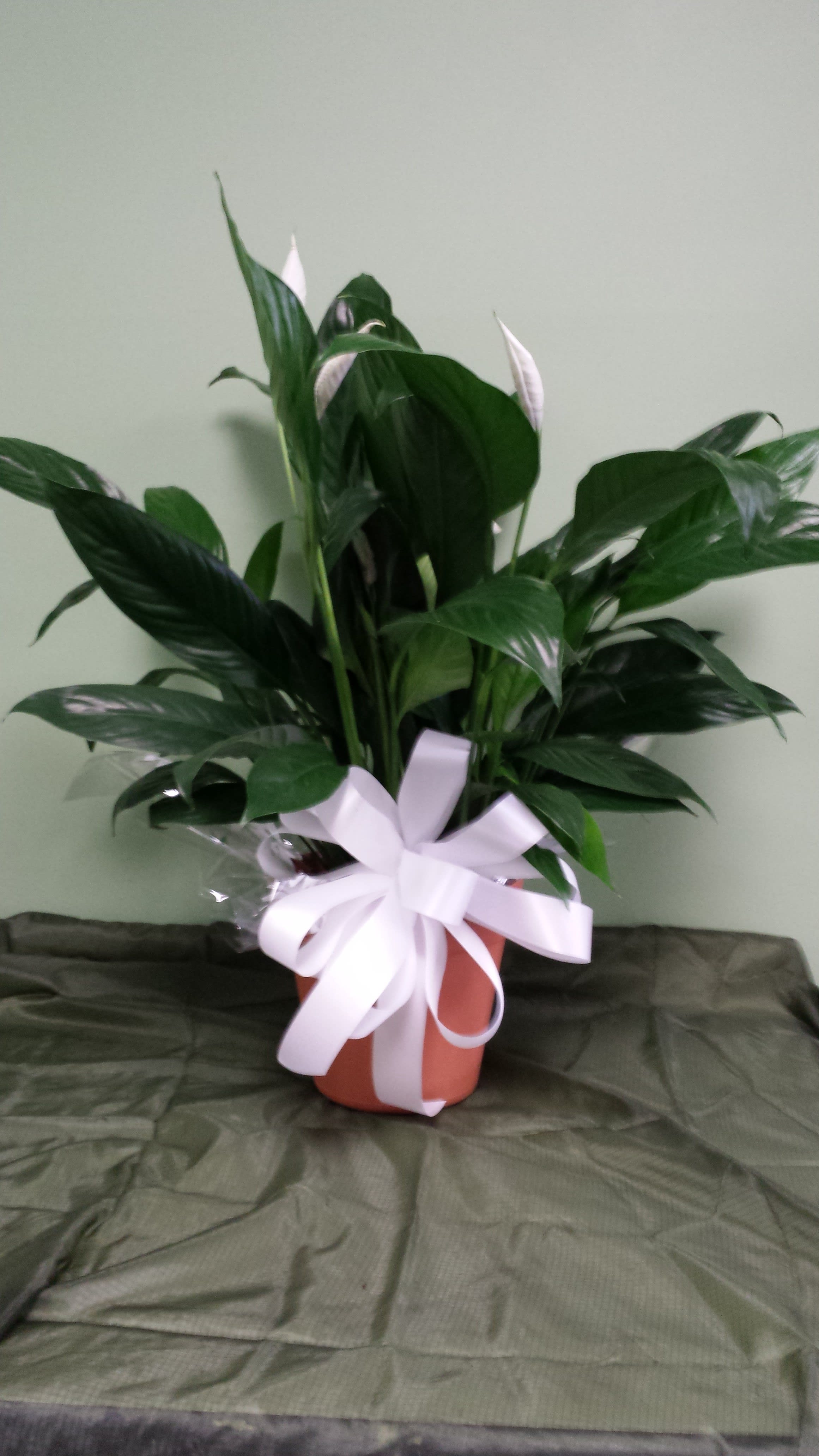 Peace Lily Plant - Easy care indoor plant, does not require bright light and does well in the home or office. 