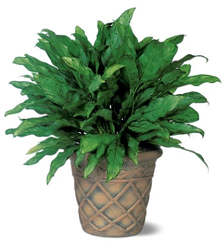 Aglaonema - This lovely indoor green plant says &quot;Welcome&quot; in a big way and you'll get a big thank you when you send it. Also known as Chinese Evergreen. One aglaonema plant arrives in a garden planter.Approximately 26&quot; W x 24&quot; H As Shown : TF135-3
