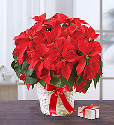 POINSETTIA PLANT - PLANT IN A BASKET OR FOIL CAN TING TING AND BOW ON PREMIUM