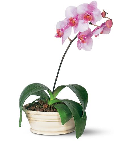 Lavender Phalaenopsis Orchid - A lovely lavender orchid is the perfect choice to send for any occasion. So send it and you'll really send that special someone. One lavender phalaenopsis orchid arrives in a ceramic dish with bark chips.Approximately 10&quot; W x 19&quot; H As Shown : TF141-2