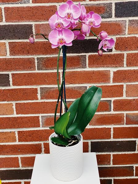 Double stem purple phalaenopsis orchid - Double stem purple phalaenopsis orchid  *We do our best to keep these flowers in stock however  subject to availability substitutions may occur on flowers or container*