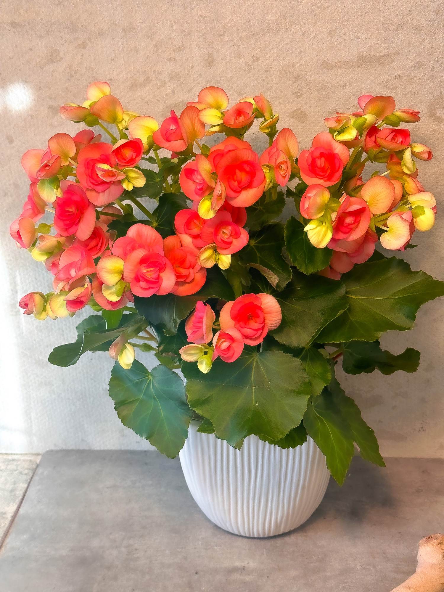Pink Plant in Ceramic Vase Pink Plant in Ceramic Vase - Standard - Your order will be arranged approximately as shown on our website.