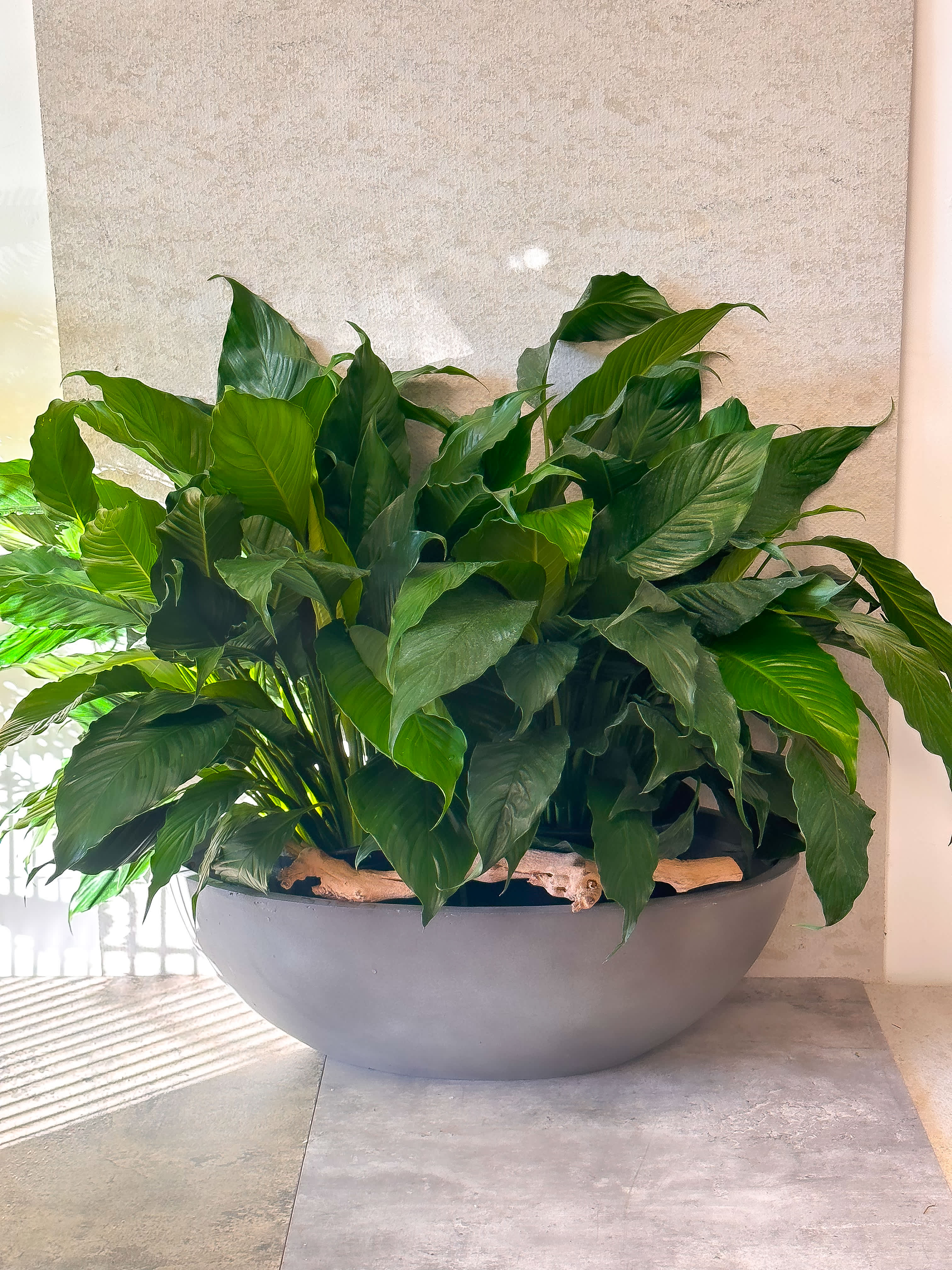 Large Plant in Modern Vase - Standard - Your order will be arranged approximately as shown on our website.