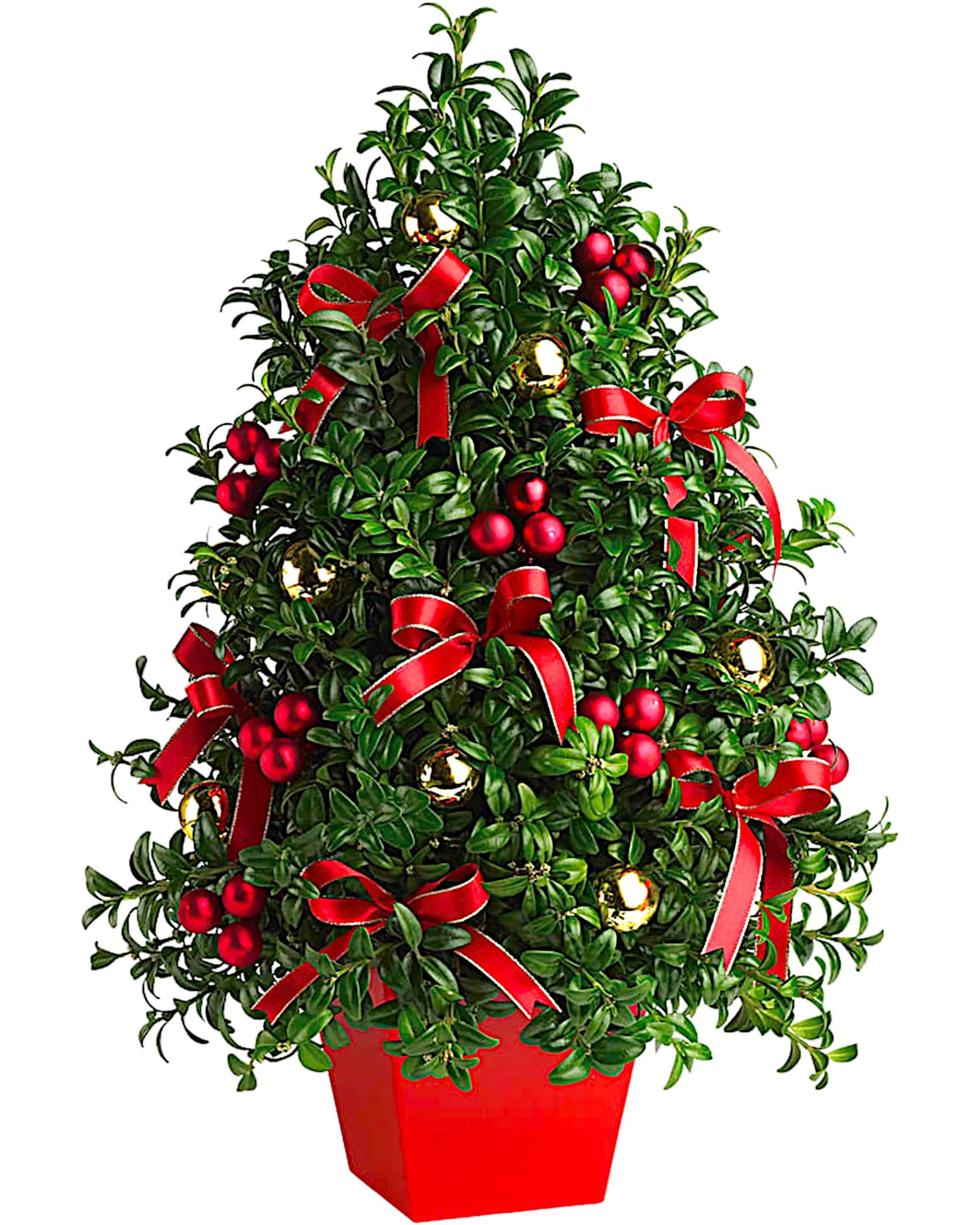 Deck The Halls Tree Arrangement - Deck the halls - and tables, and mantles, and foyers - with this charming tabletop Christmas tree! Elegant English boxwood stems are hand arranged to look like a mini-Christmas tree, complete with all the festive trimmings!  English boxwood branches are hand arranged into the shape of Christmas tree, which is decorated with red ribbon and red and gold ornament balls.  DETAILS Box container included  Item #NFCH134-1  FLORIST-TO-DOOR  Orientation: All-Around  BLOOM DETAILS Mini-Carnations (Standard Size has no flowers) Greenery  The Standard Arrangement is approximately 21 1/2&quot; H x 14 1/2&quot; W. The Deluxe Arrangement is approximately 21 1/2&quot; H x 14 1/2&quot; W. The Premium Arrangement is approximately 21 1/2&quot; H x 14 1/2&quot; W.  Designed by our award-winning florist designers.  HOW TO CARE FOR YOUR FLOWERS 1. Keep in a location without direct sunlight and away from extreme heat or cold. 2. Add water regularly if the floral foam feels dry and mix in the flower food packet provided. 3. As flowers/foliage wilt, remove &amp; discard  Please Note: The arrangement pictured reflects an original design for this product. While we always do our best to follow the original flower recipe, the exact flower or container is sometimes unavailable. We may replace items of equal or greater value to deliver the freshest flowers possible while keeping the style &amp; color palette. We assure you that we will create a beautiful, fresh flower arrangement with only the best quality flowers to keep you as a loyal customer.  How to place an order? We have several options. 1. You can place an order directly on this secure website... OR 2. You can call in your order by dialing: (323) 262 - 9238... OR 3. You can visit our store (appointment recommended 323.262.9238)  NINFA'S FLOWERS 2405 WHITTIER BLVD. LOS ANGELES, CA. 90023  ATTENTION: *Please note that on busy holidays, Valentine's Day, and Mother's Day, we cannot verify if the recipient received the flowers until the following day because our drivers don't turn in their signature delivery tablets until the following day. You can verify delivery on the website after 10:00 pm, call 323.262.9238 the following day after 10:00 am, or contact the recipient directly if you haven't received a call from them. Thank you for your patience and understanding.