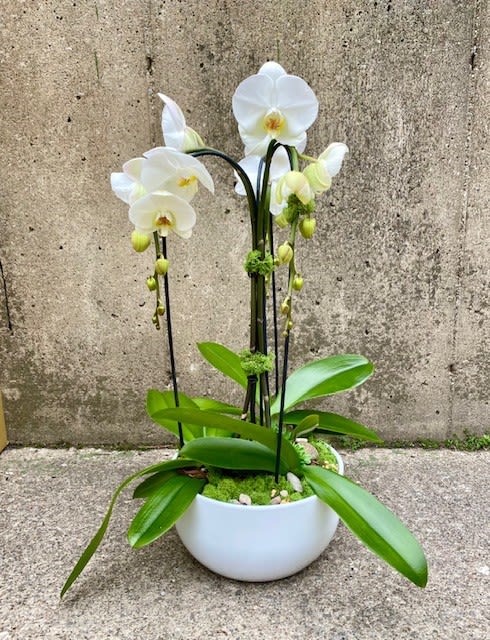 Phalaenopsis Orchid Garden - Beautiful, cascading white blooms and lush greens are set in a modern ceramic vase. Measures overall 25&quot; - 27&quot; H.