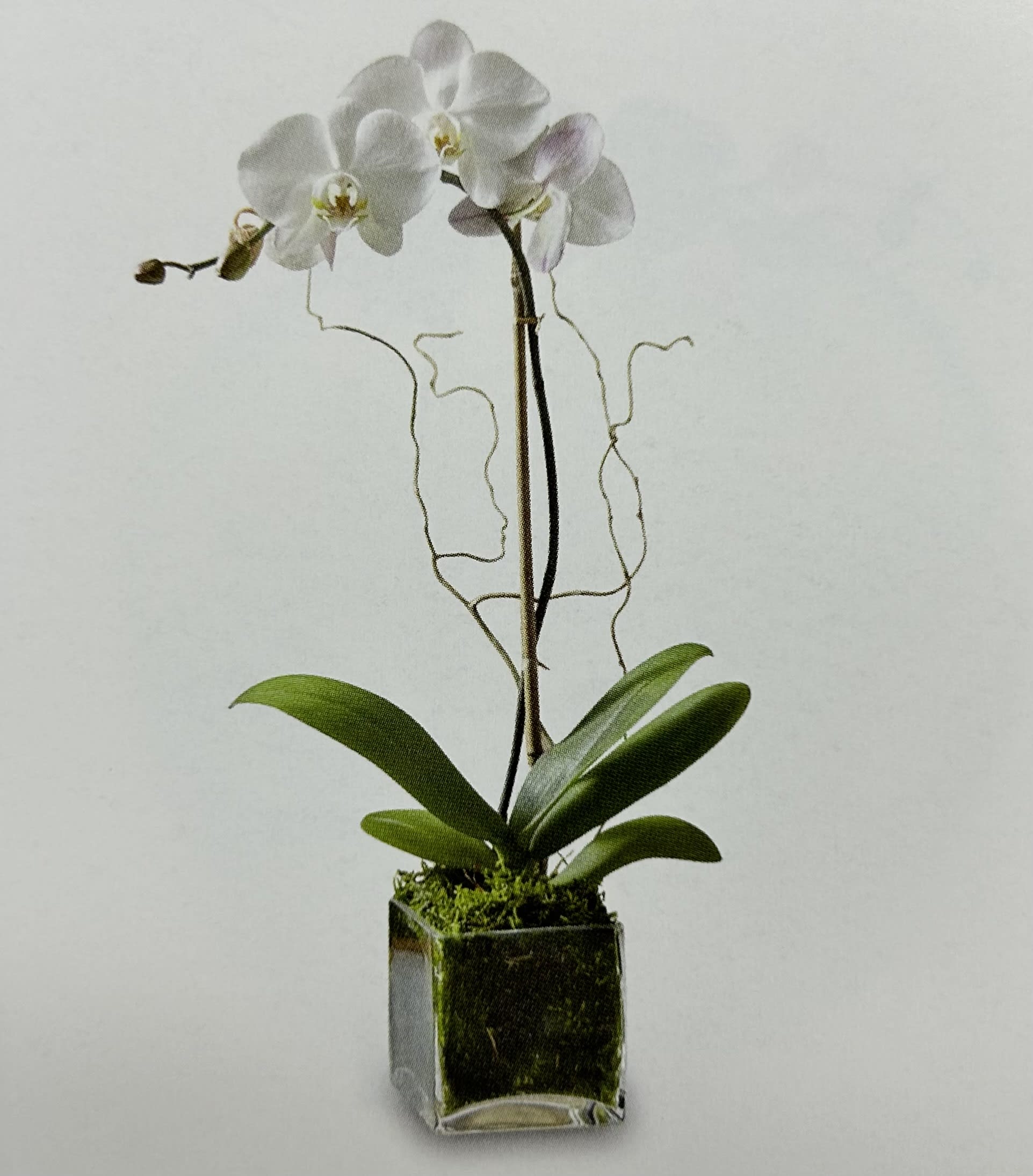 Elegant White Phalaenopsis Orchid Elegant White Phalaenopsis Orchid - White Phalaenopsis Orchid planted in a cube