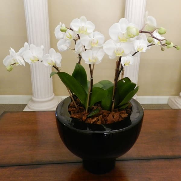 Orchids price discount