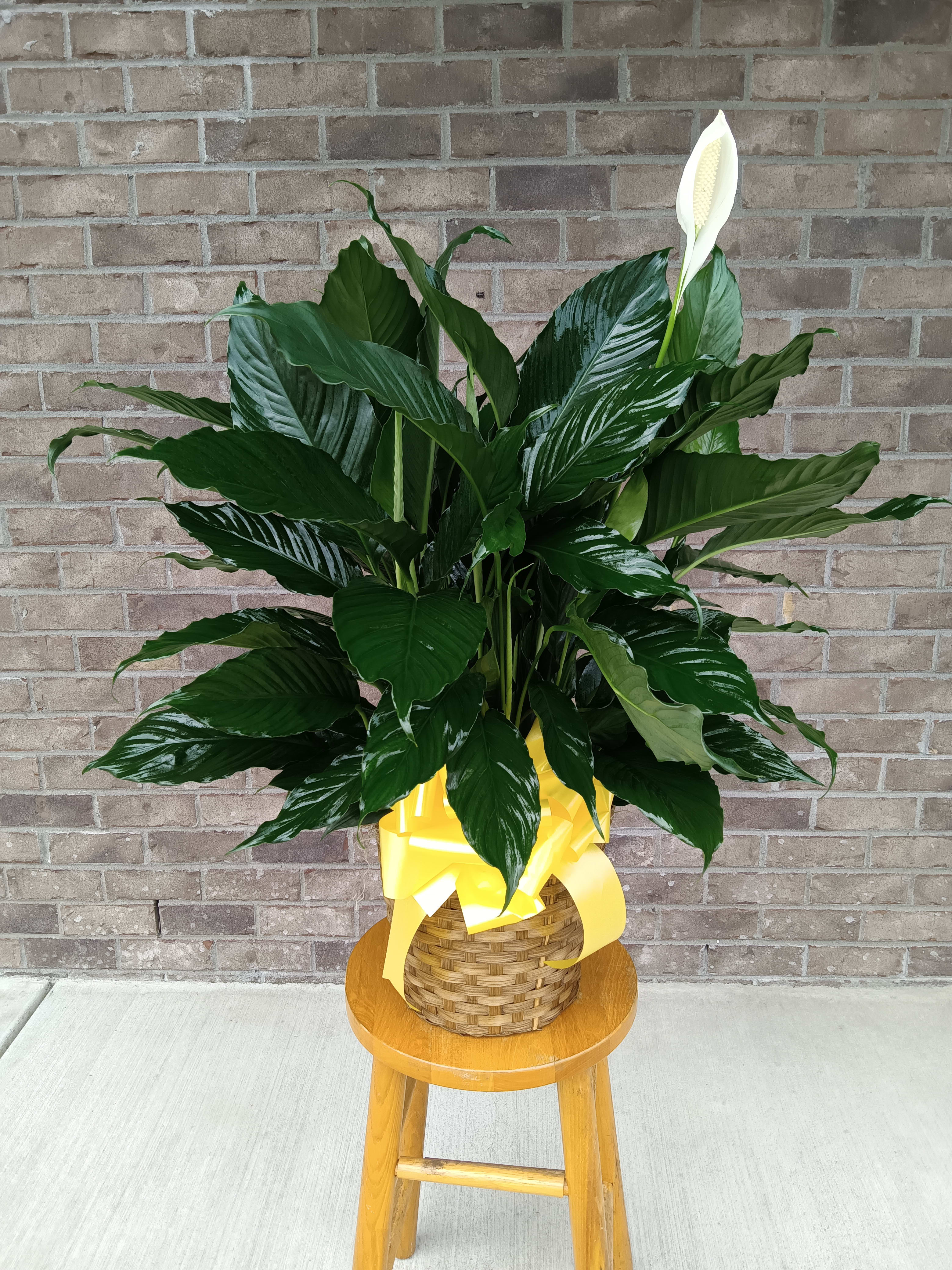 Medium Peace Lily - 8&quot; basket houses a beautiful green plant with a bow of your color choice.