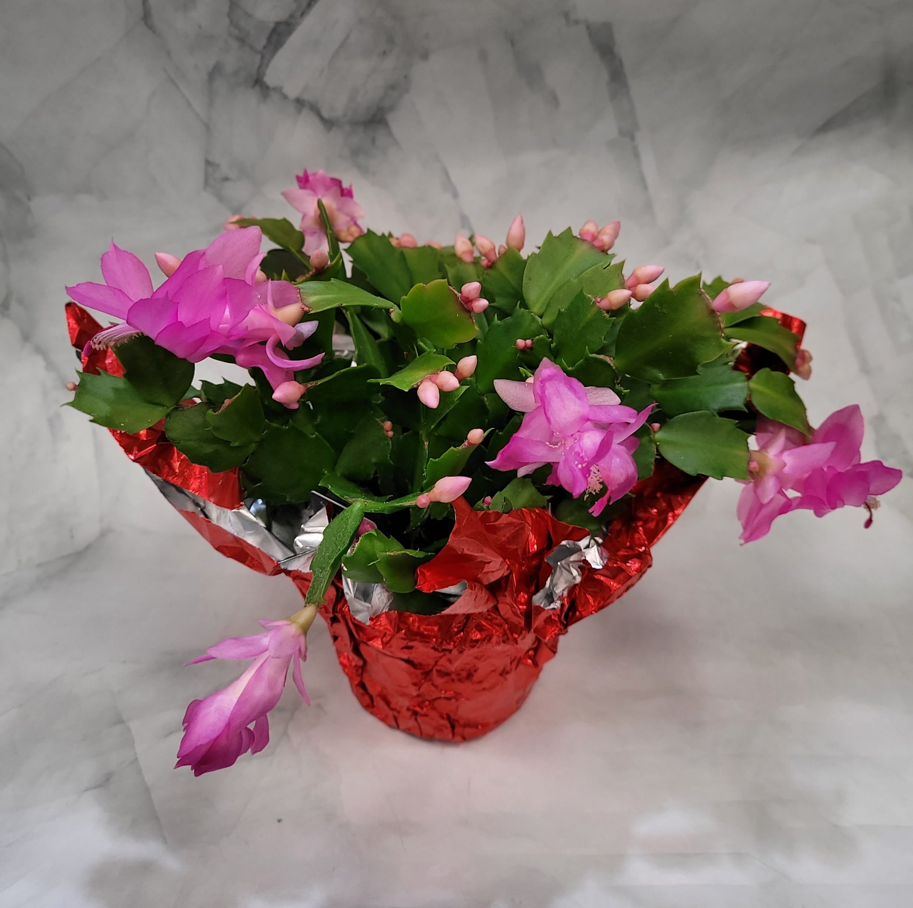 Christmas Cactus Plant - This is an adorable 4 inch potted Christmas cactus that is decorated in embossed foil. This makes the perfect gift for the succulent or cactus lover in your life. Christmas cactus bloom around Christmas time every year. Water your plant once every two weeks and give indirect light. 