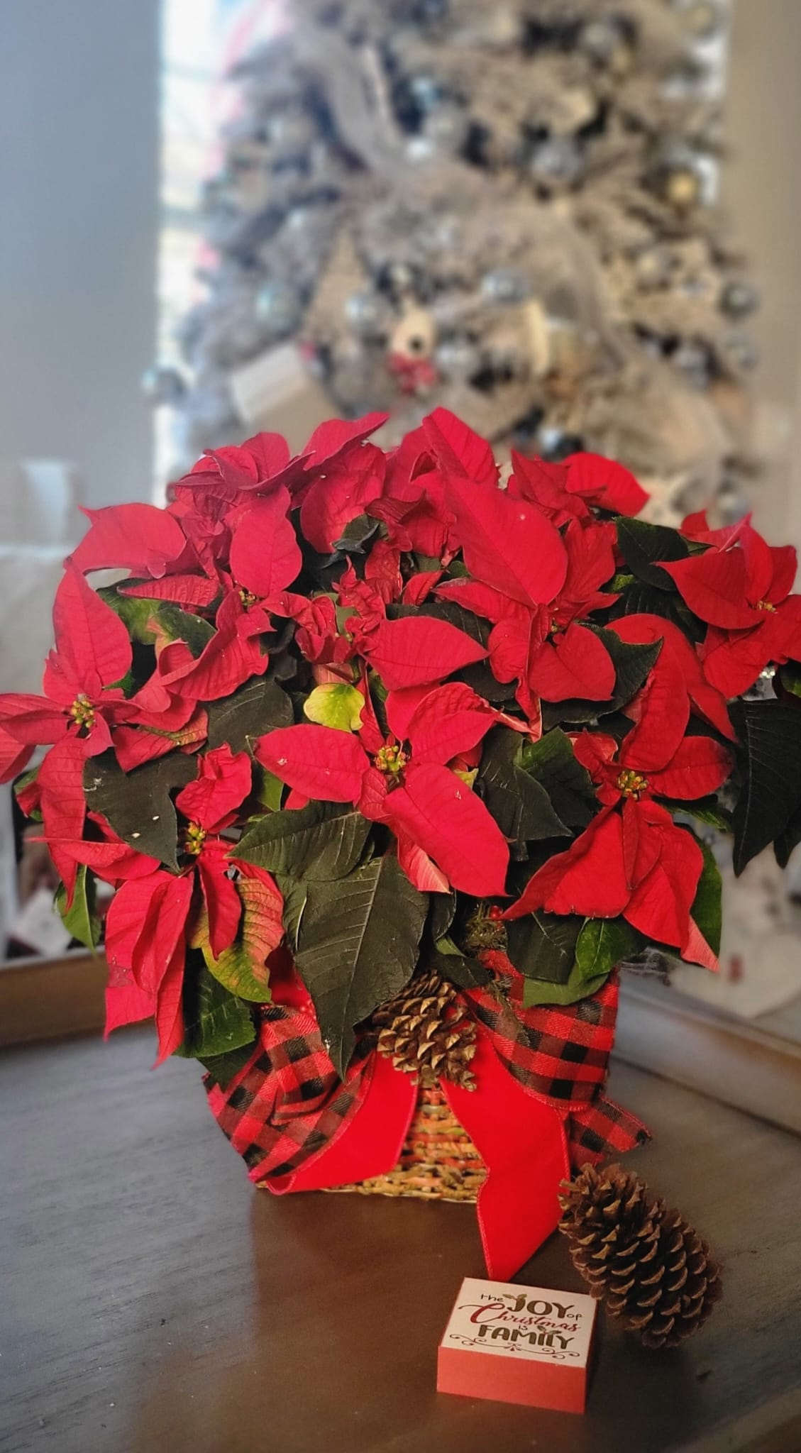 Joyful - Poinsettia plant in 6&quot; pot