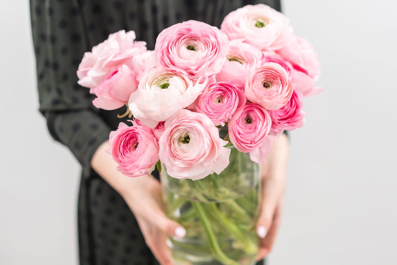 Breathtaking Elegance: Pink Ranunculus in Glass Vase - Experience the beauty of nature captured in a clear glass vase. Our arrangement of delicate pink ranunculus blooms exudes timeless elegance, bringing a touch of romance to any space. Perfect for gifting or as a centrepiece, this display effortlessly blends sophistication with the simple beauty of these enchanting flowers.