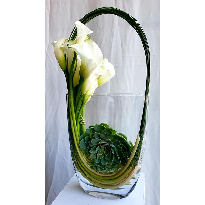 Maximus in white - Experience the perfect blend of modernity and uniqueness with &quot;Maximus,&quot; an extraordinary design of Calla Lilies exclusively from Dave's Flowers. Whether you aim to impress your boss or surprise the love of your life, this arrangement is crafted for everyone and every occasion.  At Dave's Flowers, we specialize in creating floral masterpieces that leave a lasting impression. &quot;Maximus&quot; is a thoughtful and unique gift, symbolizing elegance and beauty.  Explore the floral artistry of Dave's Flowers and order now to make a statement with &quot;Maximus.&quot; Perfect for any occasion, this modern and unique design of Calla Lilies is destined to bring sophistication and charm to your special moments. Elevate your gifting experience with the exquisite simplicity of &quot;Maximus&quot; from Dave's Flowers.