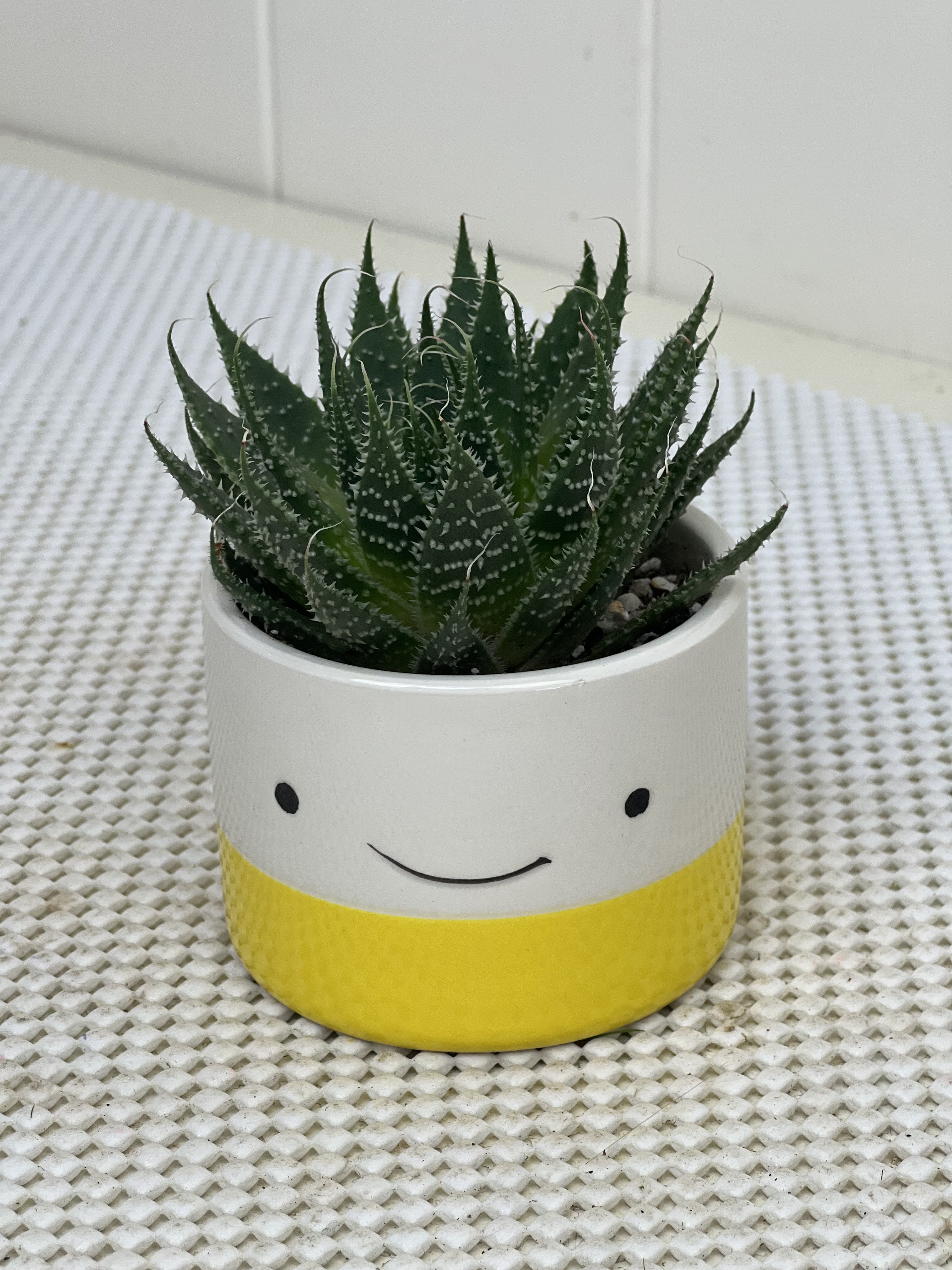 Happy Plants in Yellow! - Three planters sold as a single, or a set with varying succulents.