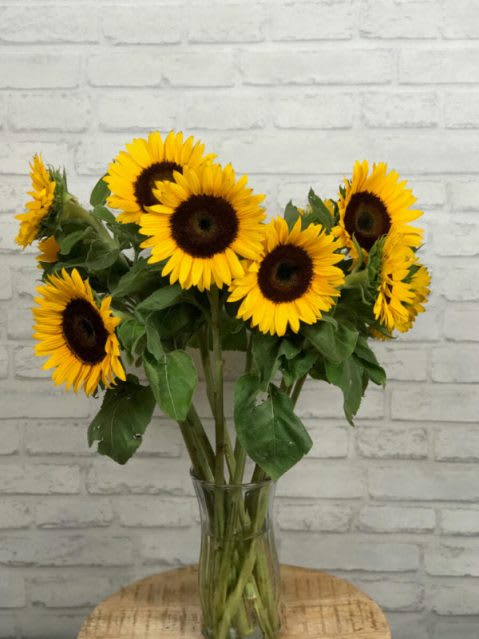 SunFlowers SunFlowers - SunFlowers