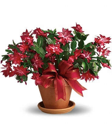 Merry Christmas Cactus - Distinctively different, the Christmas cactus is an outstanding gift to send for the holidays. It's delivered brilliantly ready to celebrate the season, and with a bit of TLC, it will blossom for years to come. Two Christmas cacti are delivered in a terra-cotta pot with matching saucer and wrapped with a bright red satin bow.