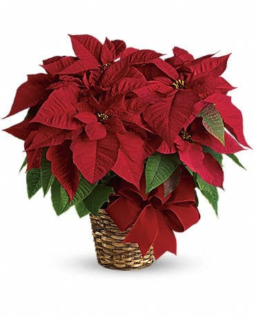 Red Poinsettia - The red poinsettia has been a holiday favorite for generationsâ¦and for a very good reason. It practically screams &quot;Merry Christmas!&quot; A red poinsettia is delivered in a natural basket that is wrapped with a beautiful red velvet ribbon. A timeless classic!