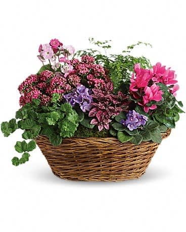 Simply Chic Mixed Plant Basket - Simply captivating. Simply charming. Simply chic. This pretty basket is overflowing with character - and live plants. It's colorful, natural and beautiful. A charming oval wicker basket is full of flowering plants like two miniature lavender African violets, 2 pink kalanchoes, a hot pink cyclamen, a pink primrose and a hypoestes. Not to mention green ivy and maidenhair fern. A fantastic mix for anyone!