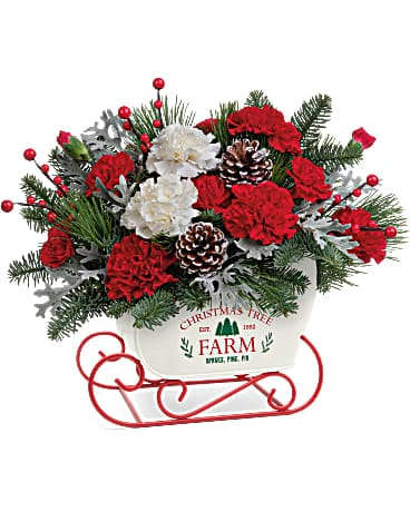 Teleflora's Sleigh The Season Bouquet - A Christmas sleigh filled with festive flowers and fresh greens is the quickest way to brighten any winter's day! Red carnations, white carnations, miniature red carnations and silver lace dusty miller are accented with noble fir and white pine. Delivered in a Snow What Fun Sleigh Keepsake.