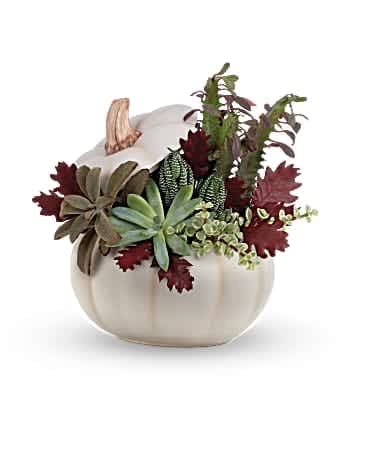 Teleflora's Spooky Succulent Garden - Stylishly spooky! This boo-tiful fall gift presents a garden of living succulent plants, artfully arranged in a chic ceramic pumpkin that's sure to be a fall dÃ©cor favorite. This live garden features a variety of succulents and cacti accented with transparent oak leaves and river rocks. Delivered in an Enchanted Harvest Pumpkin.