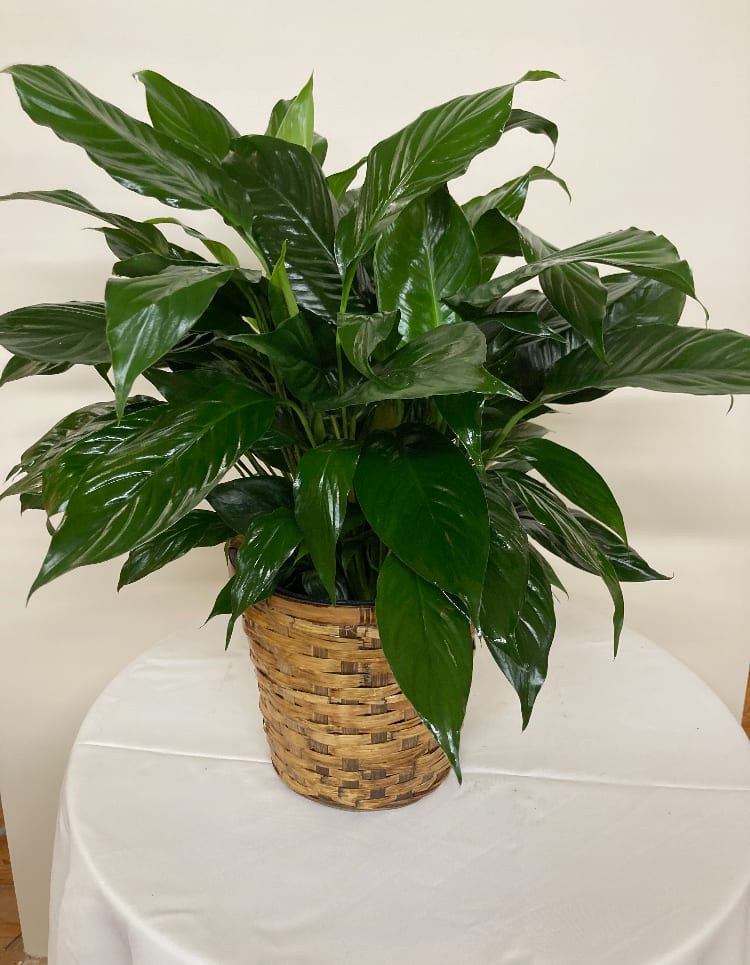 Spathiphyllum