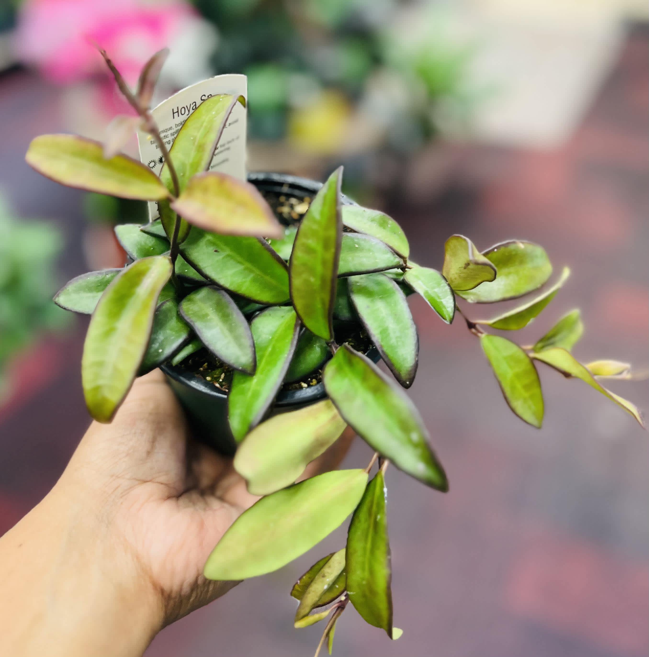 Hoya Rosita - Most popular, Rare and easy care plants for all, prefer humidity and well diluted liquid fertilizer.  Light: Bright Indirect Water: Drought tolerant, water when the soil feels dried out. Pet Friendly: Yes.   