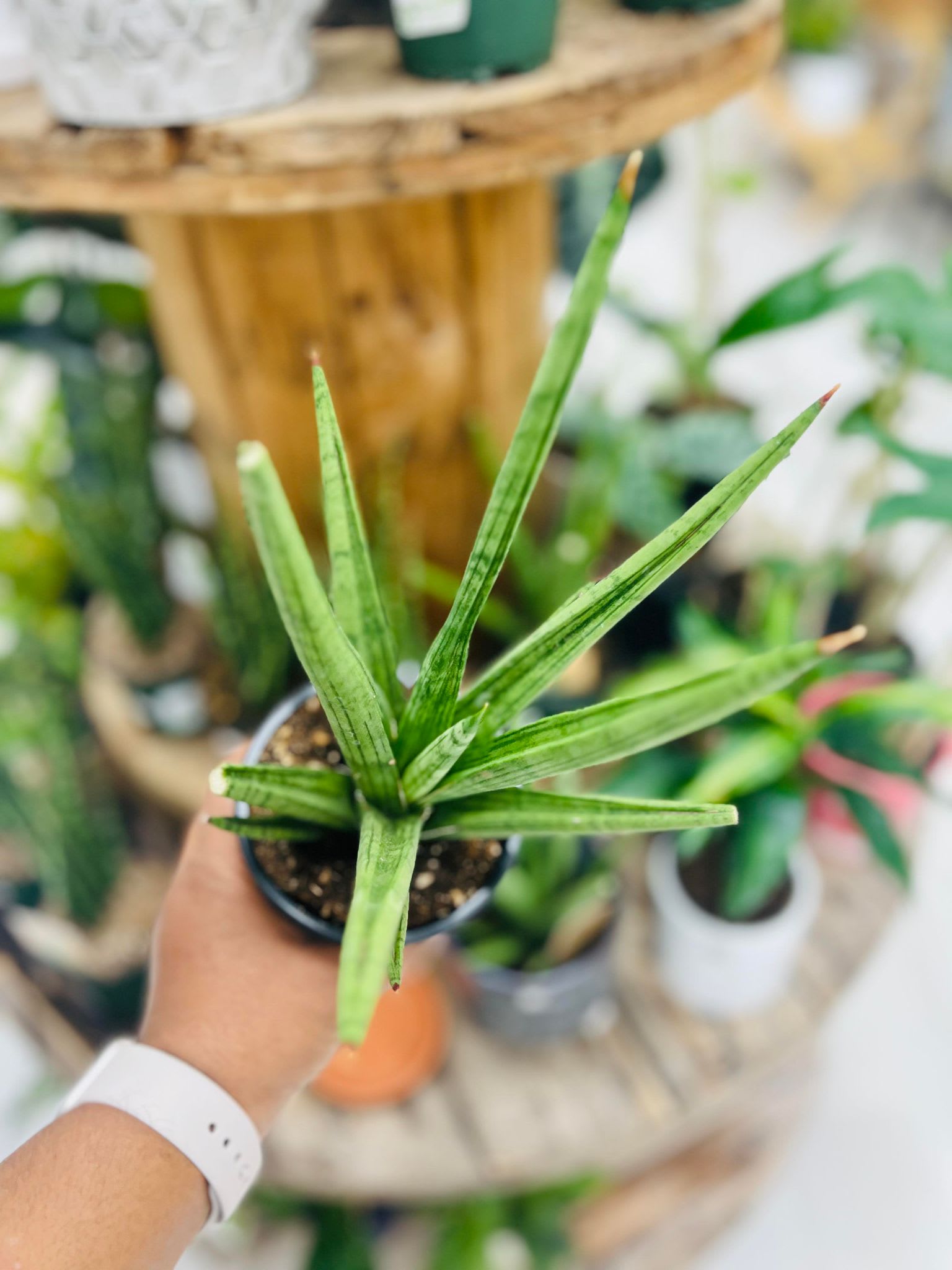 Sansevieria Cylindrica Boncel (Snake Plant) Sansevieria Cylindrica Boncel (Snake Plant) - Snake plants, also known as “Mother-in-Law’s Tongue” and Sansevieria, are one of the easiest houseplants to take care of. This succulent plant is very forgiving and perfect for beginners. It's also an air purifying plant and also good for office space. Light: Bright, indirect light and can even tolerate some direct sunlight Water: Fully drought tolerant, water once a month or every 20-25 days Pet Friendly: No